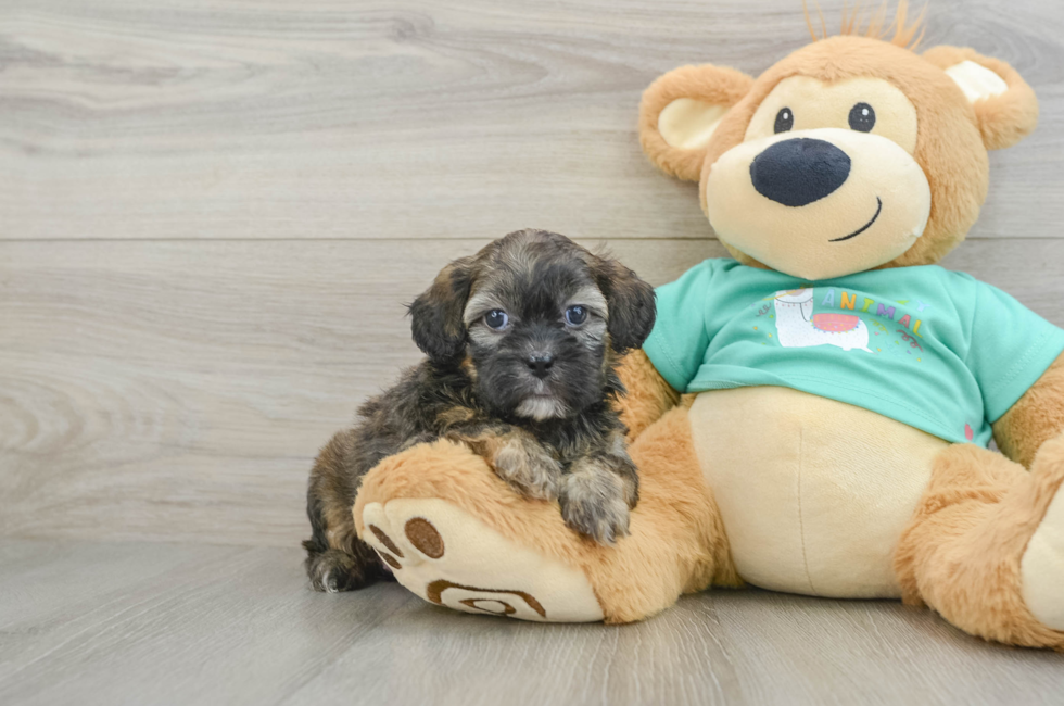 9 week old Shih Poo Puppy For Sale - Fairfield Furbabies