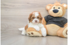 Shih Poo Pup Being Cute