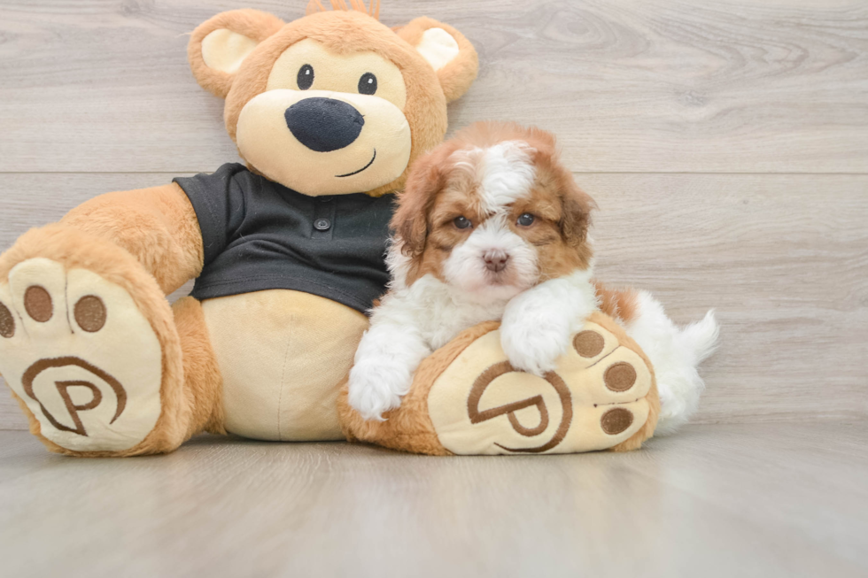 Best Shih Poo Baby