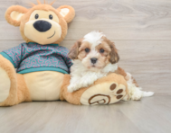 8 week old Shih Poo Puppy For Sale - Fairfield Furbabies
