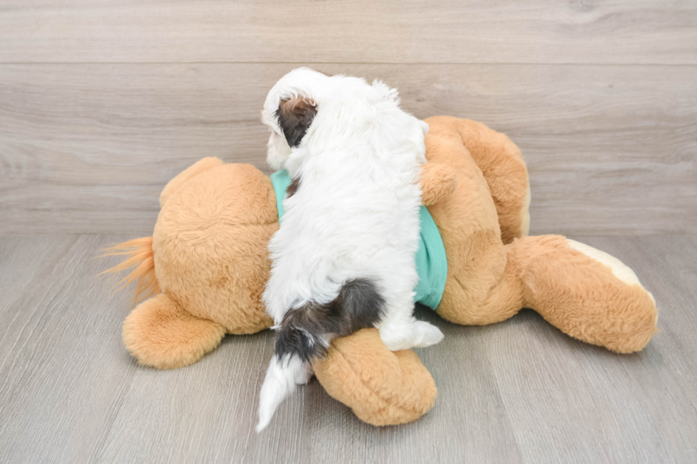 Shih Poo Puppy for Adoption