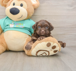 9 week old Shih Poo Puppy For Sale - Fairfield Furbabies