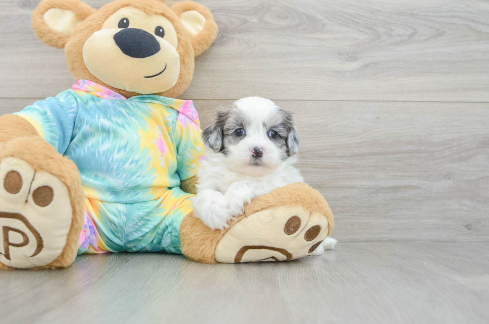 7 week old Shih Poo Puppy For Sale - Fairfield Furbabies