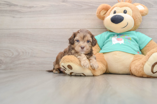 Energetic Shih Poo Poodle Mix Puppy