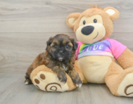 9 week old Shih Poo Puppy For Sale - Fairfield Furbabies