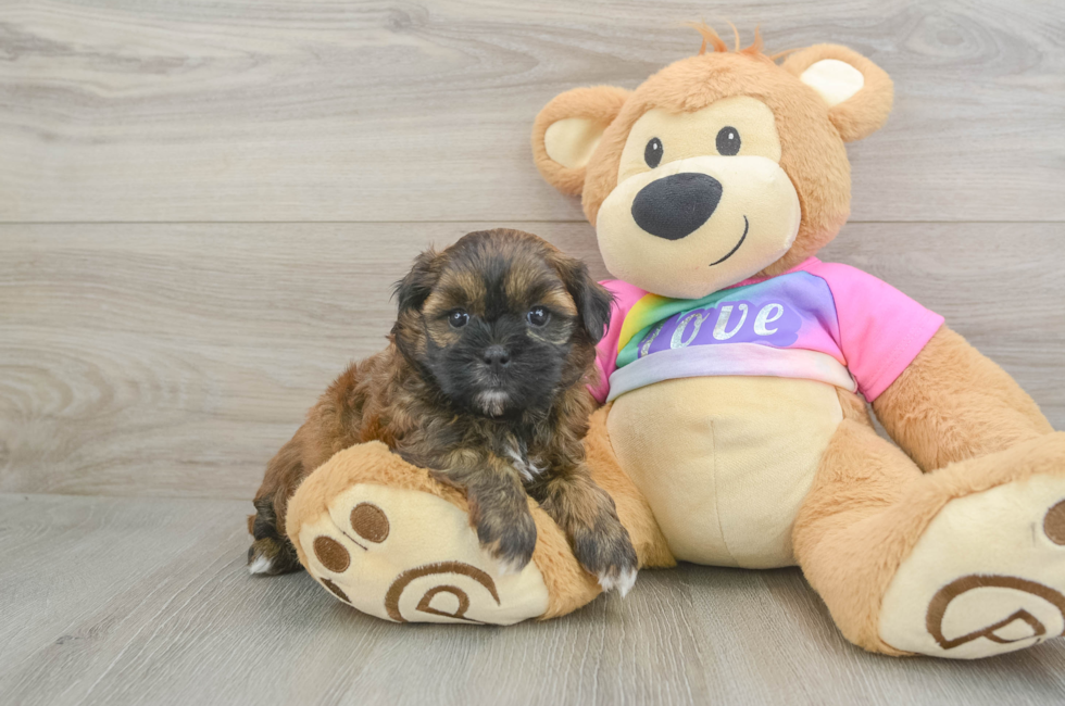6 week old Shih Poo Puppy For Sale - Fairfield Furbabies