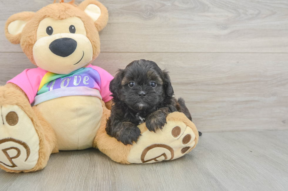6 week old Shih Poo Puppy For Sale - Fairfield Furbabies
