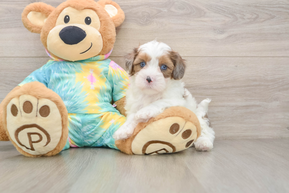 Best Shih Poo Baby