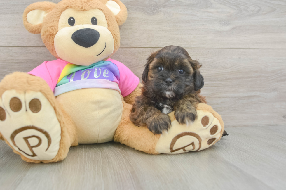 6 week old Shih Poo Puppy For Sale - Fairfield Furbabies