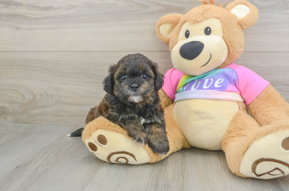 6 week old Shih Poo Puppy For Sale - Fairfield Furbabies