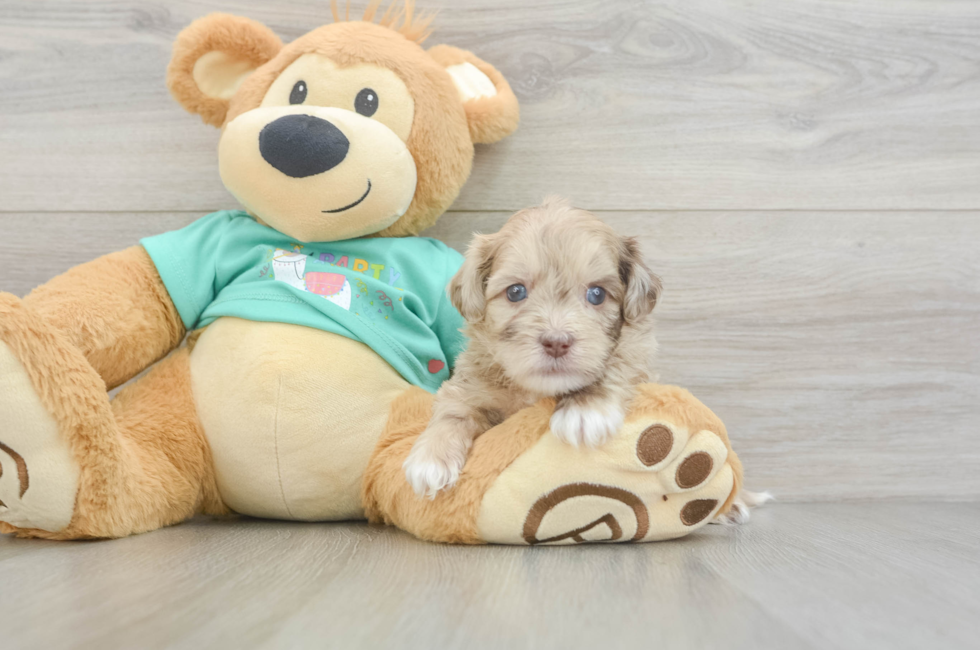 7 week old Shih Poo Puppy For Sale - Fairfield Furbabies