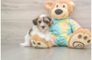 Shih Poo Puppy for Adoption