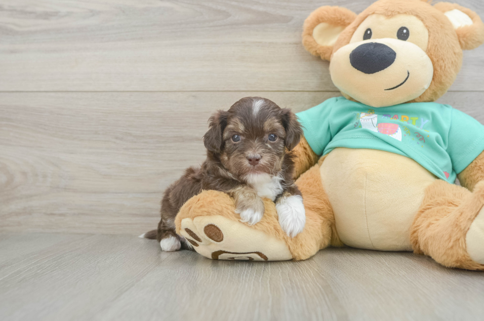 7 week old Shih Poo Puppy For Sale - Fairfield Furbabies
