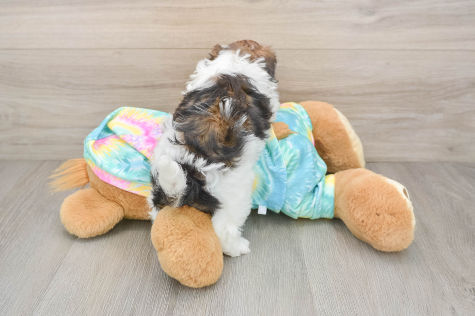Shih Poo Pup Being Cute