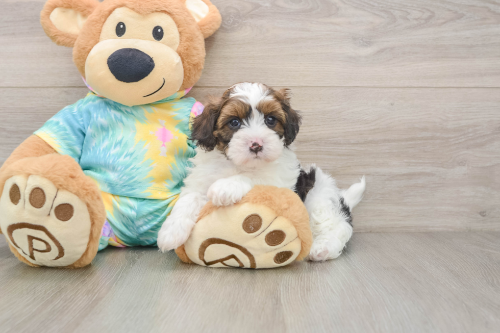 Little Shihpoo Poodle Mix Puppy