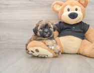 5 week old Shih Poo Puppy For Sale - Fairfield Furbabies