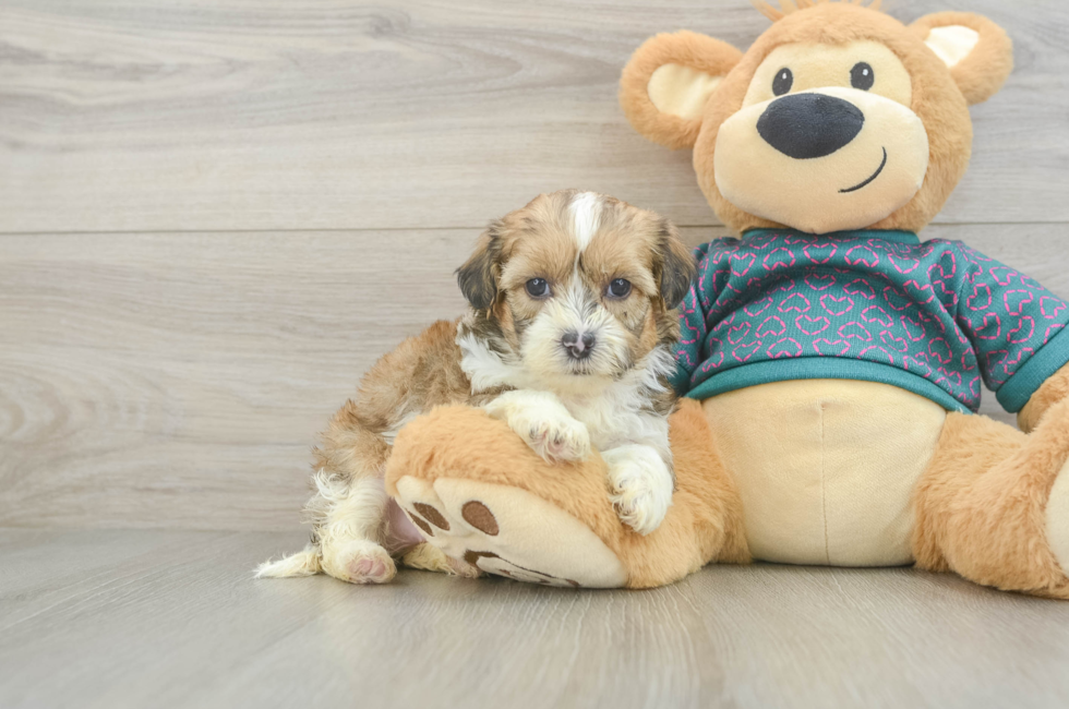 5 week old Shih Poo Puppy For Sale - Fairfield Furbabies
