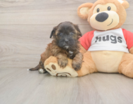 7 week old Shih Poo Puppy For Sale - Fairfield Furbabies