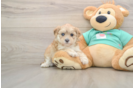 Popular Shih Poo Poodle Mix Pup