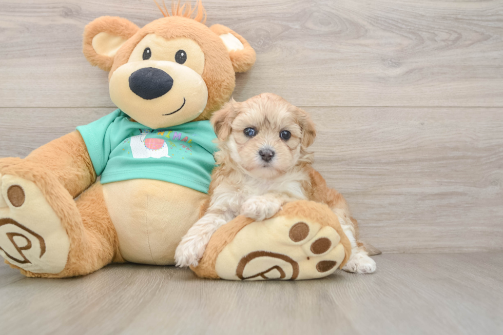 Best Shih Poo Baby