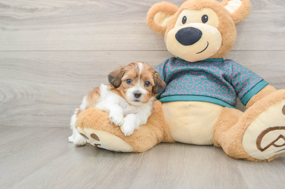 Shih Poo Pup Being Cute