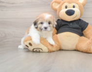 5 week old Shih Poo Puppy For Sale - Fairfield Furbabies
