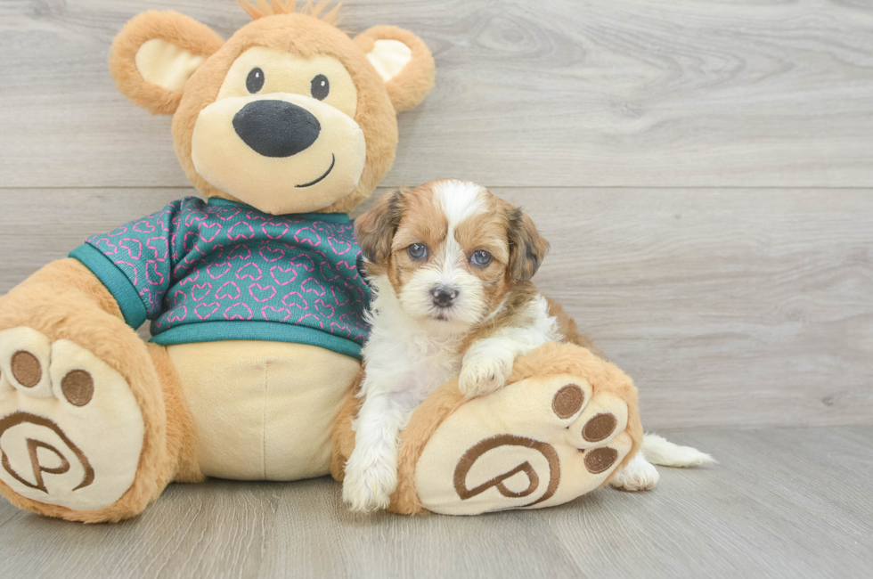 5 week old Shih Poo Puppy For Sale - Fairfield Furbabies