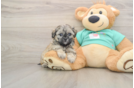 Best Shih Poo Baby