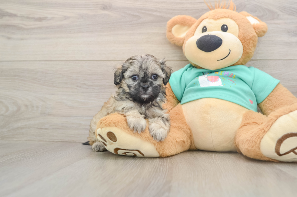 Best Shih Poo Baby