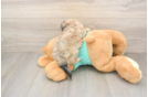 Petite Shih Poo Poodle Mix Pup