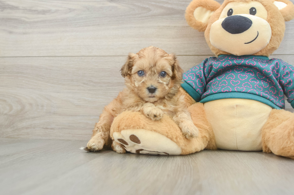 5 week old Shih Poo Puppy For Sale - Fairfield Furbabies