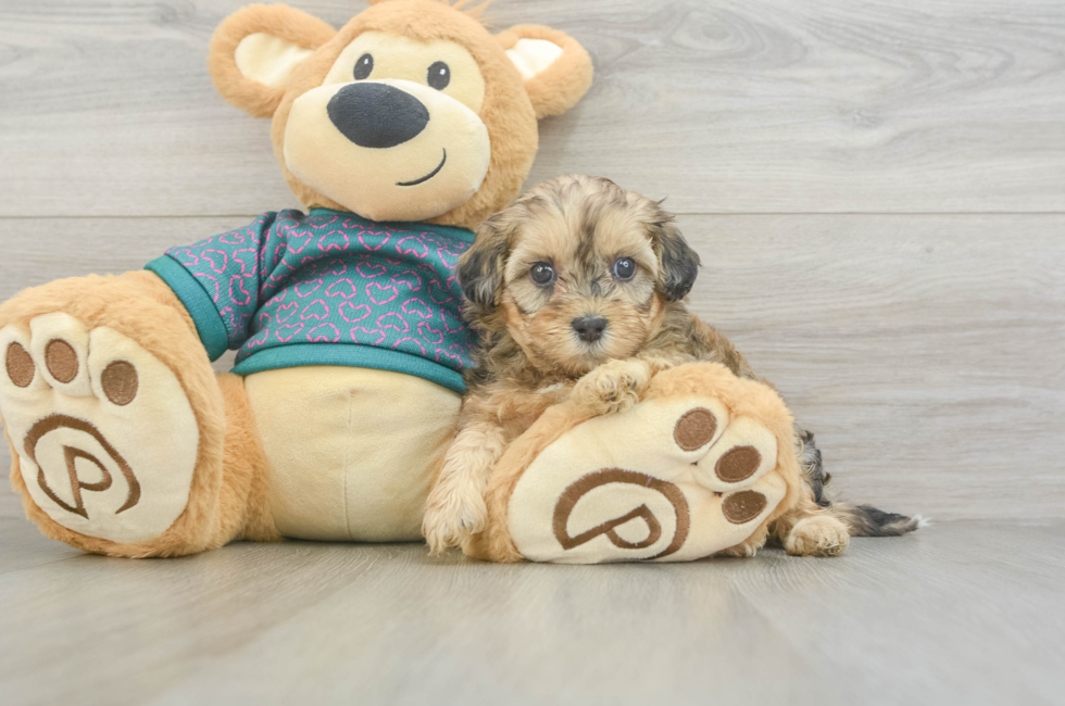 5 week old Shih Poo Puppy For Sale - Fairfield Furbabies