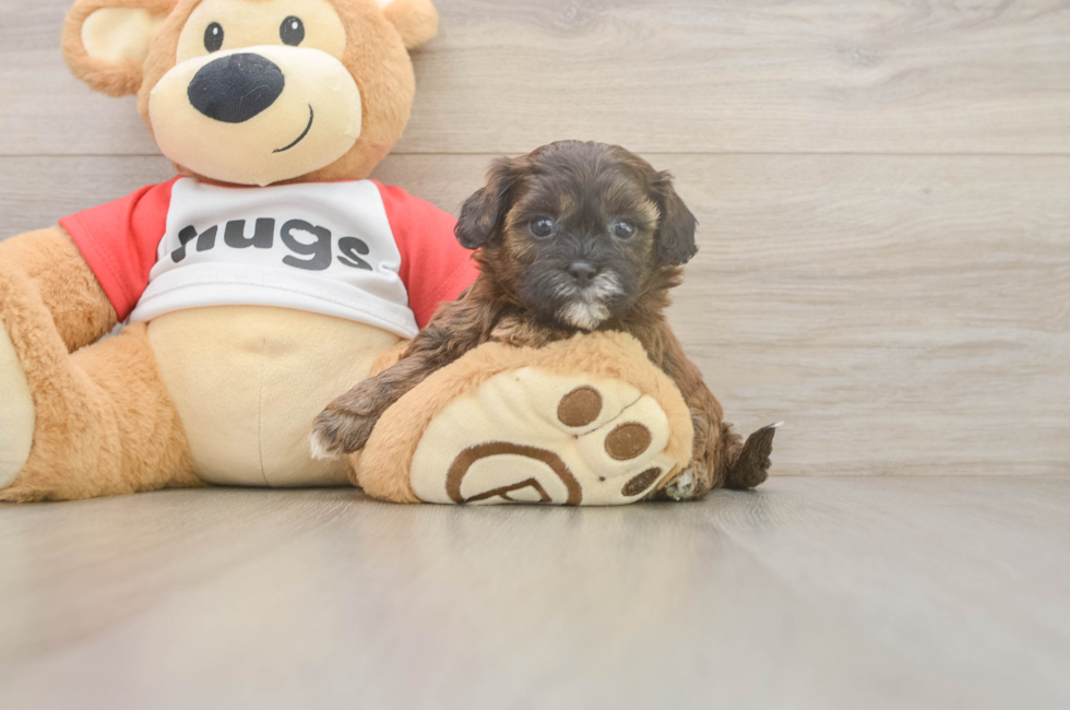 7 week old Shih Poo Puppy For Sale - Fairfield Furbabies