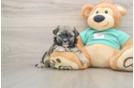 Shih Poo Pup Being Cute