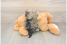 Sweet Shih Poo Baby