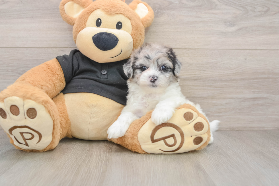 Shih Poo Pup Being Cute