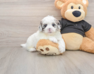 5 week old Shih Poo Puppy For Sale - Fairfield Furbabies