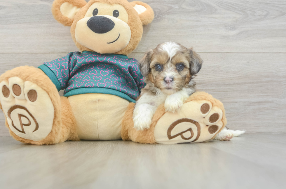 5 week old Shih Poo Puppy For Sale - Fairfield Furbabies