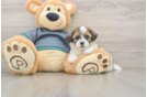 Shih Poo Puppy for Adoption