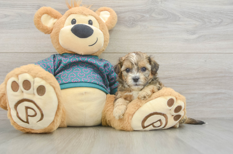 5 week old Shih Poo Puppy For Sale - Fairfield Furbabies