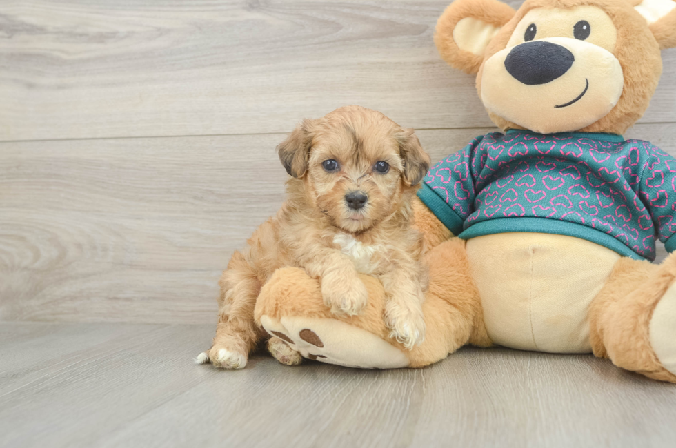 5 week old Shih Poo Puppy For Sale - Fairfield Furbabies
