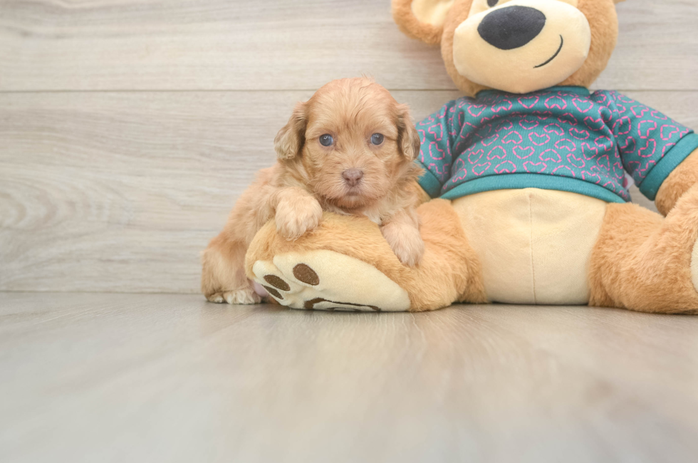 6 week old Shih Poo Puppy For Sale - Fairfield Furbabies