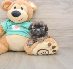 6 week old Shih Tzu Puppy For Sale - Fairfield Furbabies