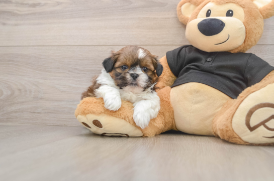 Little Shih Tzu Purebred Pup