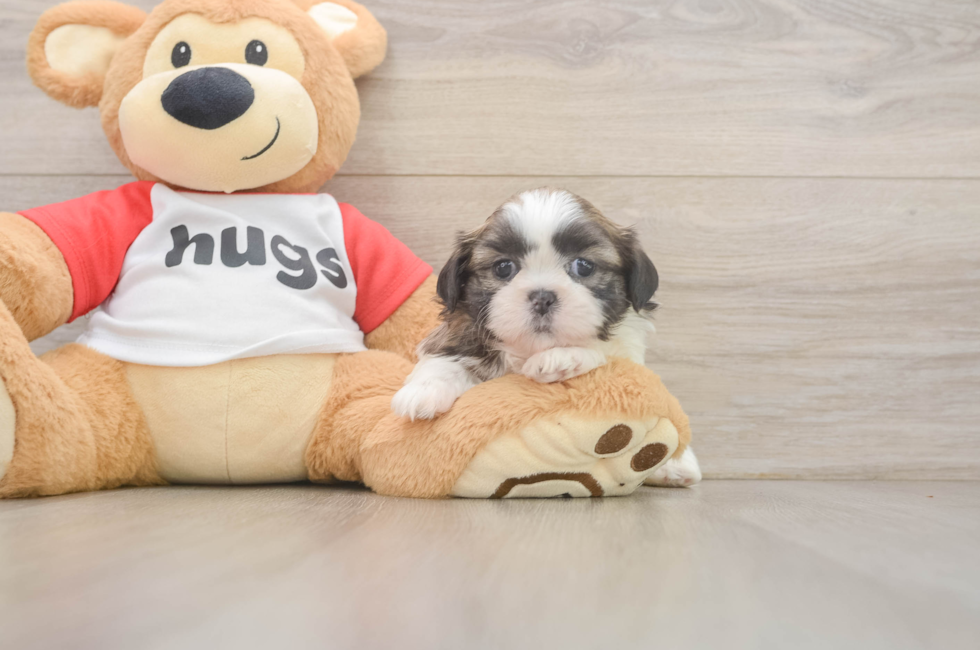 6 week old Shih Tzu Puppy For Sale - Fairfield Furbabies
