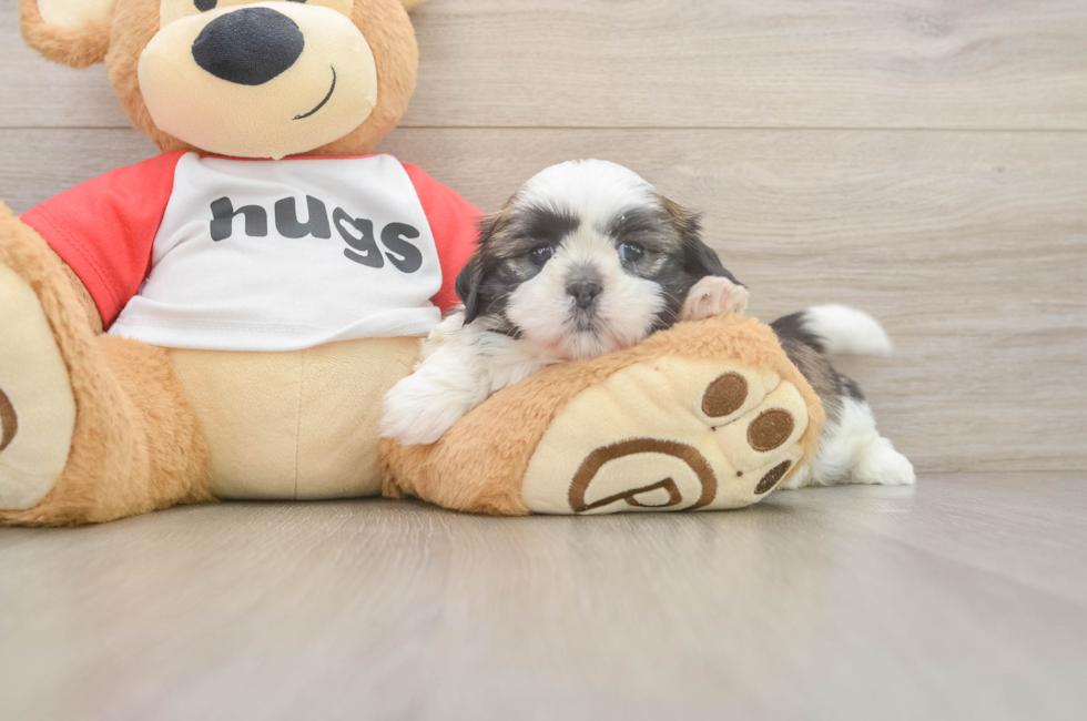 6 week old Shih Tzu Puppy For Sale - Fairfield Furbabies