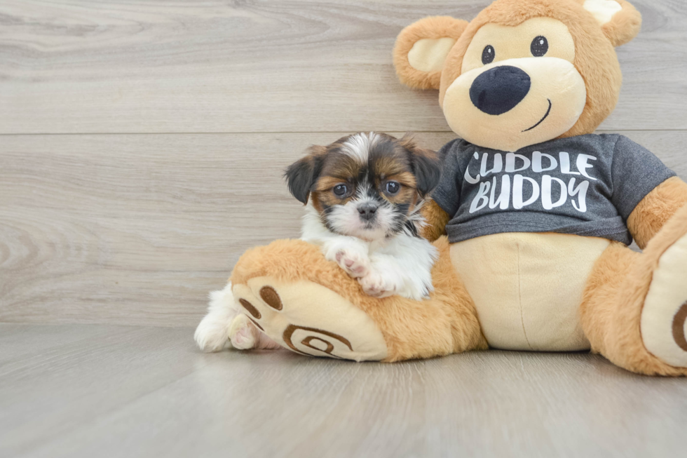 Shih Tzu Puppy for Adoption