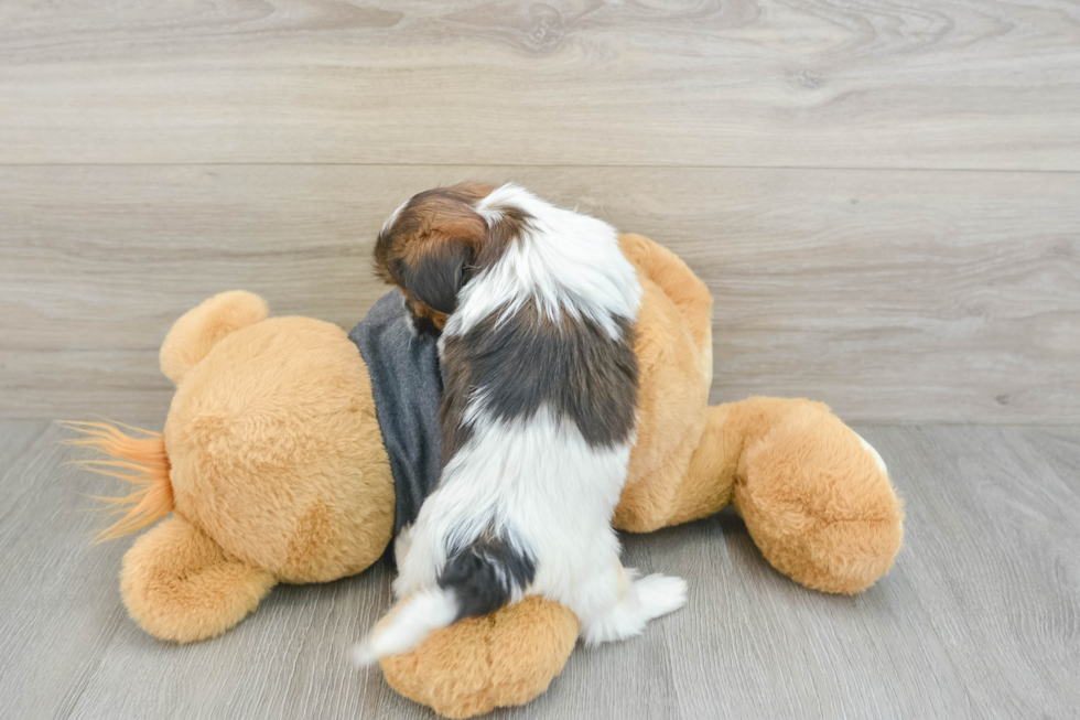 Shih Tzu Puppy for Adoption