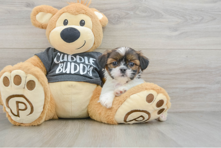Shih Tzu Pup Being Cute