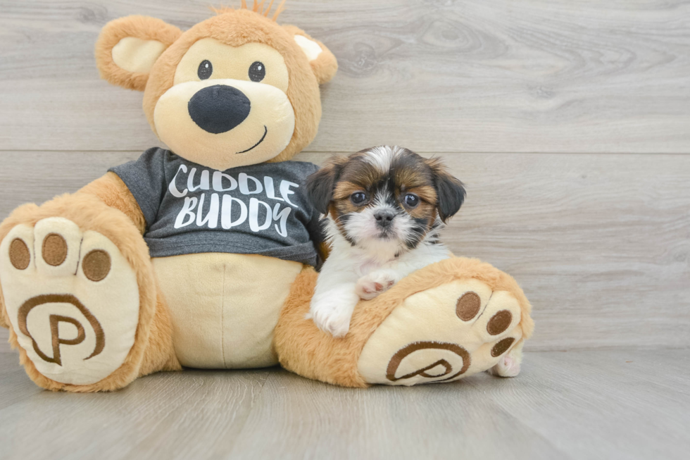 Shih Tzu Pup Being Cute